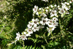 Leptospermum scoparium image