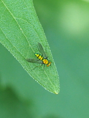 Condylostylus comatus