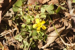 Oxalidaceae