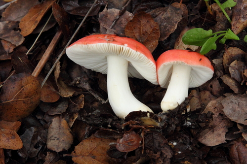 Winter Russula