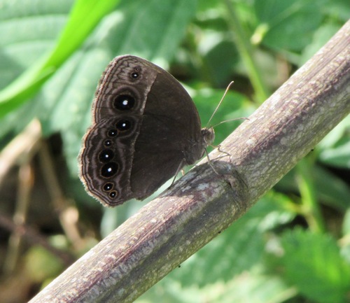 Common Bush Brown