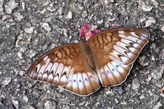 Tanaecia iapis puseda