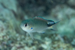 Pomachromis richardsoni