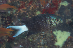 Chromis xanthura