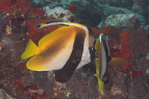 Masked Bannerfish