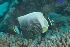 Chaetodon reticulatus