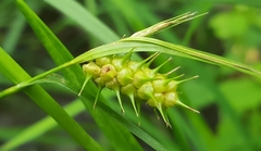 Carex baileyi