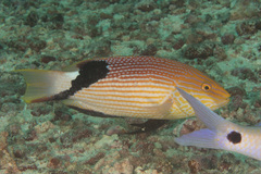 Bodianus loxozonus
