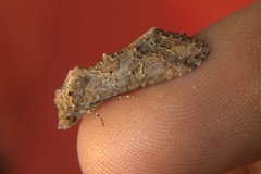 Lophoptera
