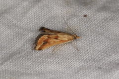 Achyra massalis