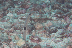 Heteroconger hassi