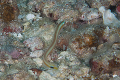 Gunnellichthys curiosus