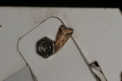 Achyra massalis