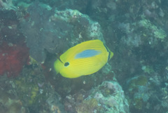 Chaetodon plebeius