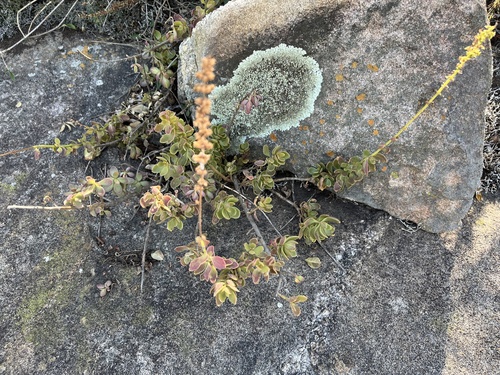 Coleus subspicatus, photograph 4