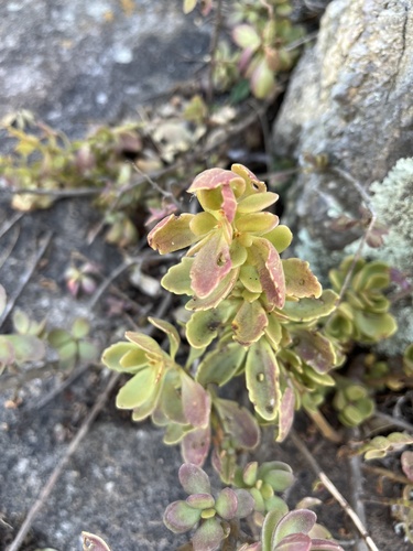Coleus subspicatus, photograph 3