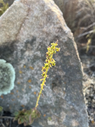 Coleus subspicatus, photograph 5