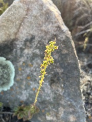 Coleus subspicatus, photograph katuchka, CC BY, iNaturalist via GBIF