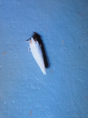 Neocenchrea heidemanni