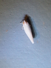 Neocenchrea heidemanni