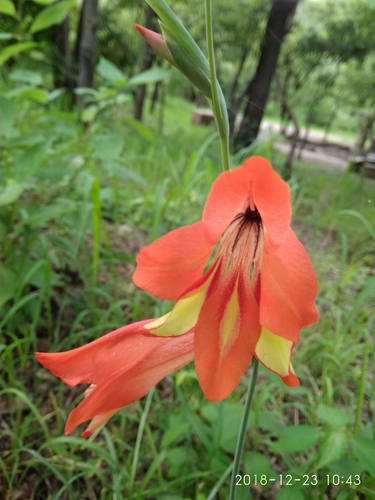 Gladiolus decoratus