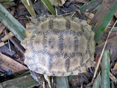 Indotestudo elongata