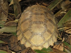 Indotestudo elongata