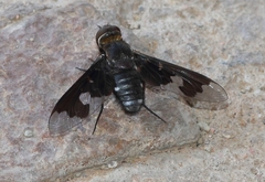 Litorhina