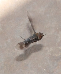 Litorhina