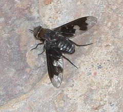 Litorhina