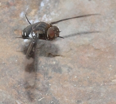 Litorhina