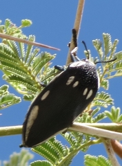 Sternocera orissa orissa