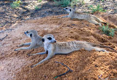 Suricata suricatta