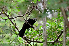 Amblycercus holosericeus