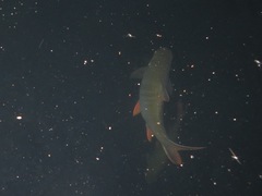 Barbonymus schwanefeldii