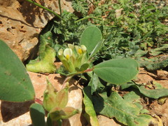 Tripodion tetraphyllum