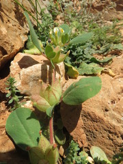 Tripodion tetraphyllum