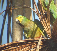 Orthopsittaca manilatus