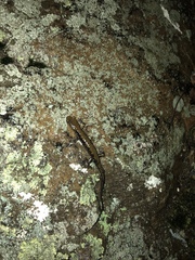 Plethodon petraeus