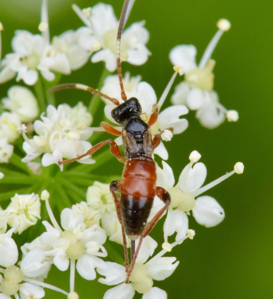 Pleolophus indistinctus