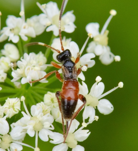 Pleolophus indistinctus