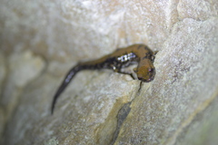 Plethodon petraeus