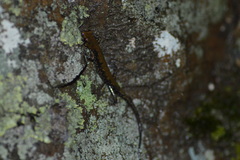 Plethodon petraeus