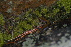 Plethodon petraeus
