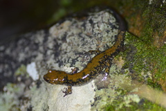 Plethodon petraeus