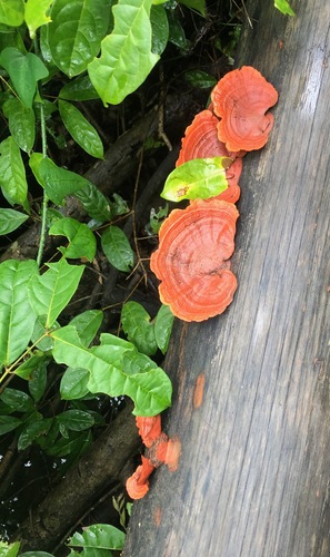 Cinnabar Bracket