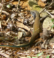 Ameiva atrigularis