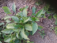 Asystasia gangetica gangetica