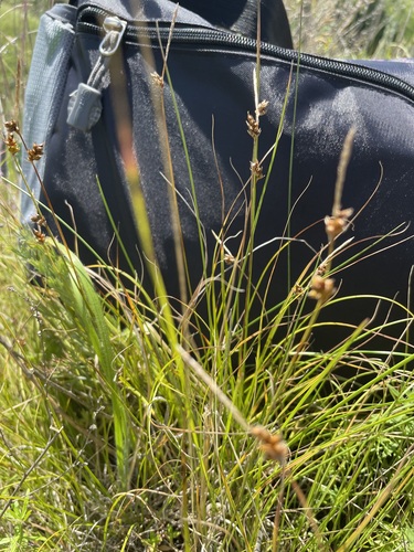 Image of Carex supina by no rights reserved