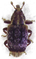 Peristoreus flavitarsis